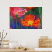 Trillende oranje klaproosbloesem poster (Keuken)