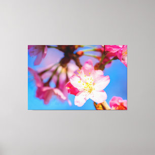 Trillende Roze Kersenbloesems En Heldere Blauwe Lu Canvas Afdruk