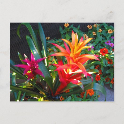 Trilling Briefkaart (Voorkant)