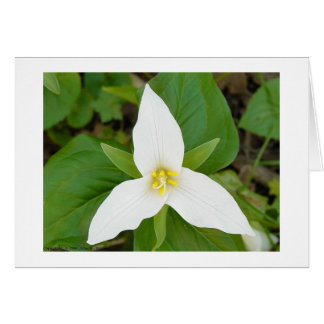 Trillium