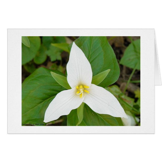 Trillium (Voorkant Horizontaal)