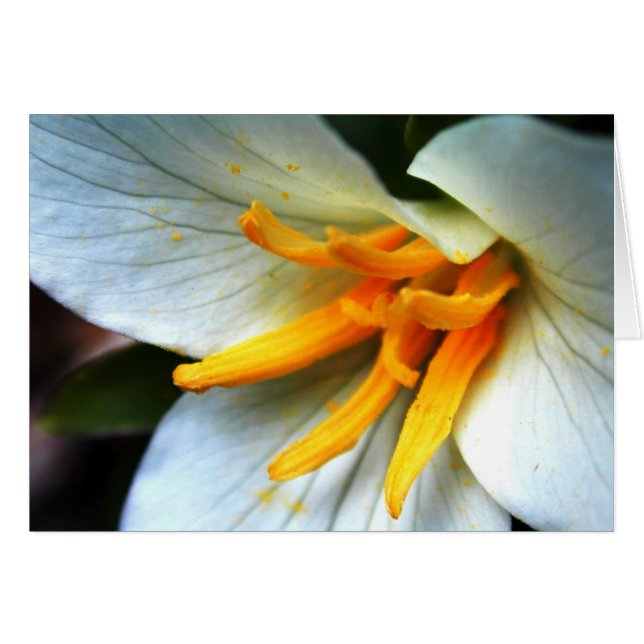 Trillium (Voorkant Horizontaal)
