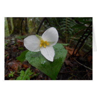 Trillium