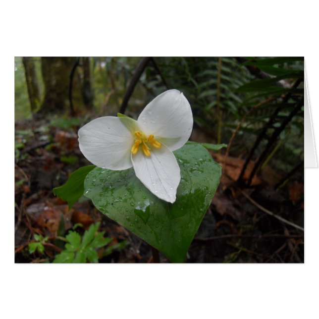 Trillium (Voorkant Horizontaal)
