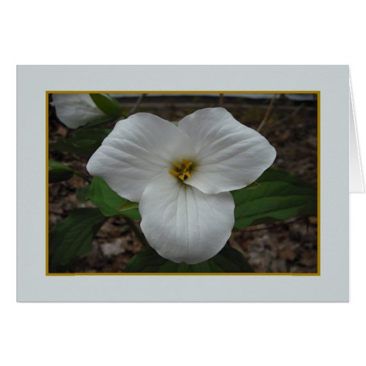 Trillium Beauty - Blank Inside (Voorkant Horizontaal)