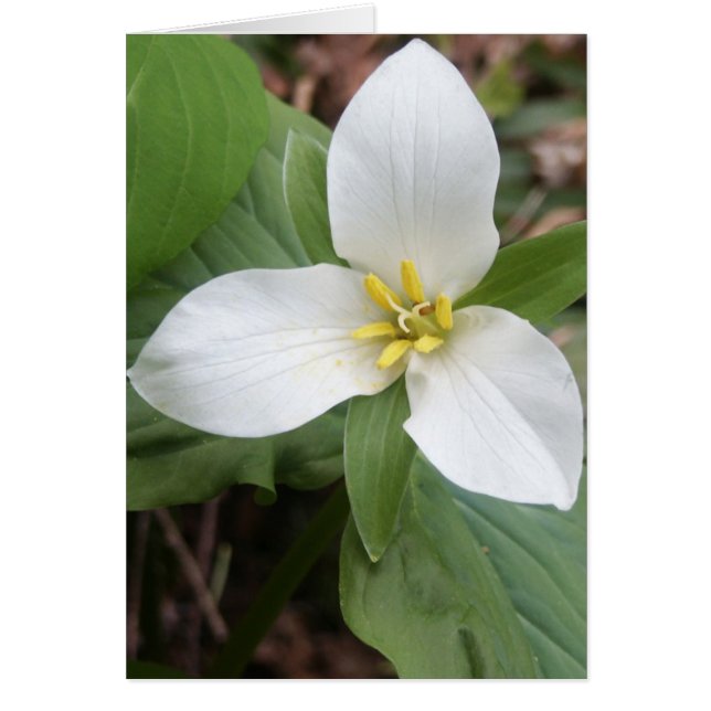 Trillium Blossom (Voorkant)