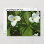 Trillium Briefkaart (Voorkant / Achterkant)