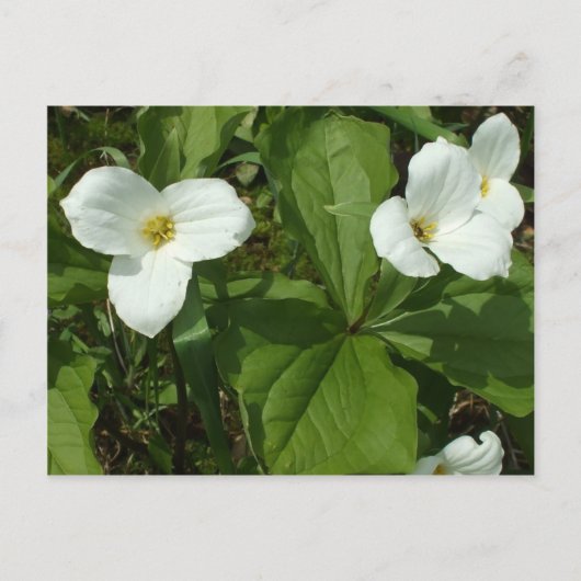Trillium Briefkaart (Voorkant)