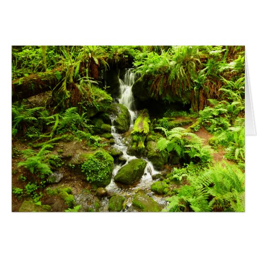 Trillium Falls in Redwood National Park (Voorkant Horizontaal)