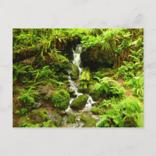 Trillium Falls in Redwood National Park Briefkaart