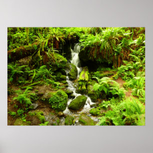 Trillium Falls in Redwood National Park Poster