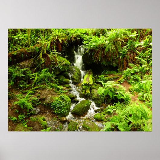 Trillium Falls in Redwood National Park Poster (Voorkant)