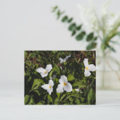 Trillium grandiflorum, Michigan's Boven schiereila Briefkaart (Staand voorkant)