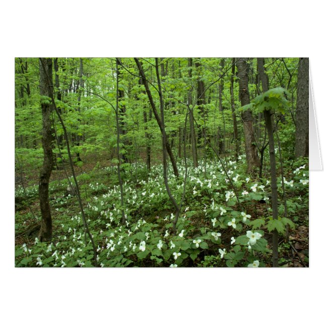Trillium Heaven blank (Voorkant Horizontaal)