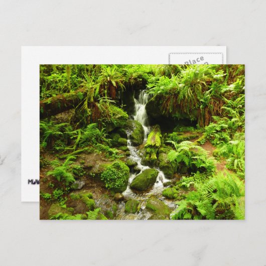 Trillium-Herfsten in het nationaal park Redwood Briefkaart (Voorkant / Achterkant)