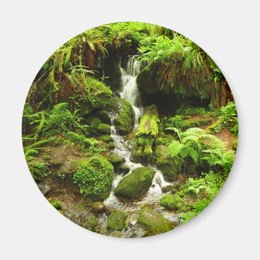 Trillium-Herfsten in het nationaal park Redwood Magneet (Voorkant)