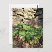 Trillium in Springtime Briefkaart (Voorkant / Achterkant)