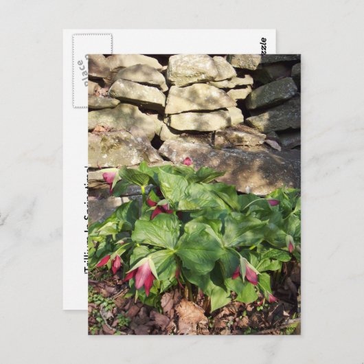 Trillium in Springtime Briefkaart (Voorkant / Achterkant)