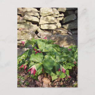 Trillium in Springtime Briefkaart