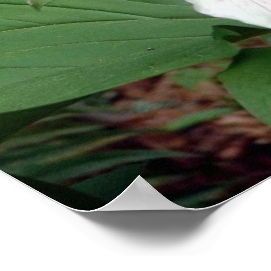Trillium Poster (Hoek)
