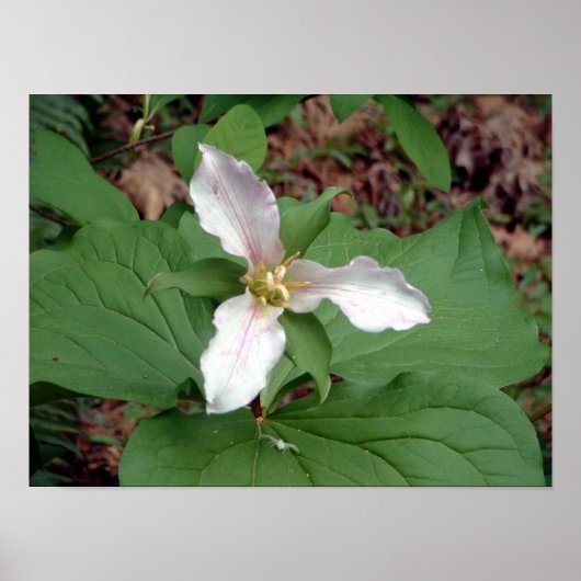 Trillium Poster (Voorkant)