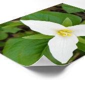Trillium Poster (Hoek)
