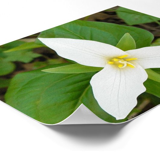 Trillium Poster (Hoek)