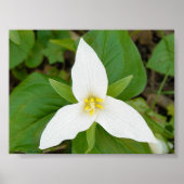 Trillium Poster (Voorkant)
