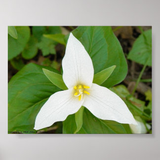 Trillium Poster