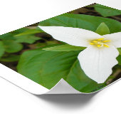 Trillium Poster (Hoek)