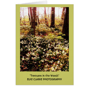 Trillium Treasures in de Bossen