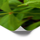 Trillium Wild Flower Poster (Hoek)