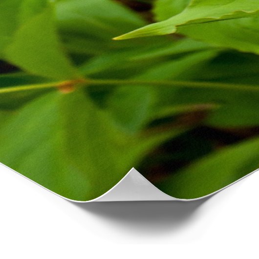 Trillium Wild Flower Poster (Hoek)