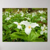 Trillium Wild Flower Poster (Voorkant)