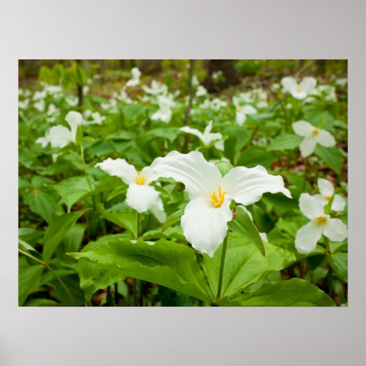 Trillium Wild Flower Poster (Voorkant)