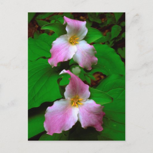 Trillium-wildbloem Briefkaart (Voorkant)