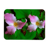 Trillium-wildbloem Magneet (Horizontaal)