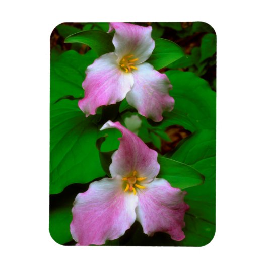 Trillium-wildbloem Magneet (Verticaal)
