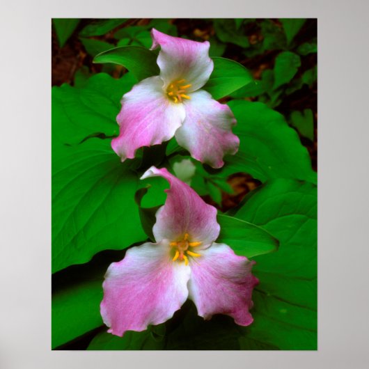 Trillium-wildbloem Poster (Voorkant)