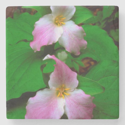 Trillium-wildbloem Stenen Onderzetter (Voorkant)