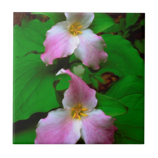 Trillium-wildbloem Tegeltje (Voorkant)