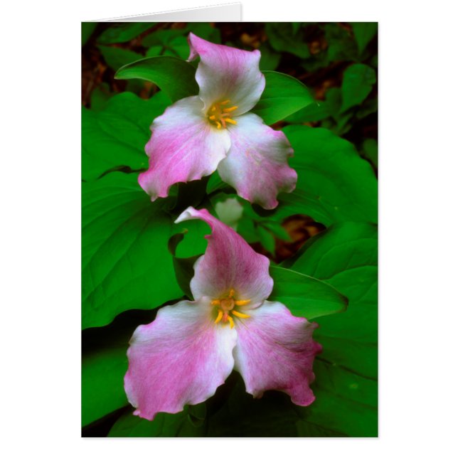 Trillium Wildflower (Voorkant)