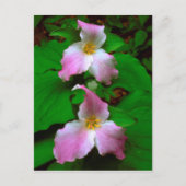 Trillium Wildflower Briefkaart (Voorkant)