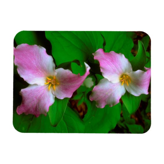 Trillium Wildflower Magneet (Horizontaal)