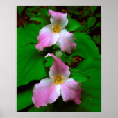 Trillium Wildflower Poster (Voorkant)