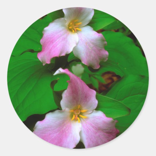 Trillium Wildflower Ronde Sticker (Voorkant)