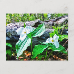 TRILLIUMS BRIEFKAART