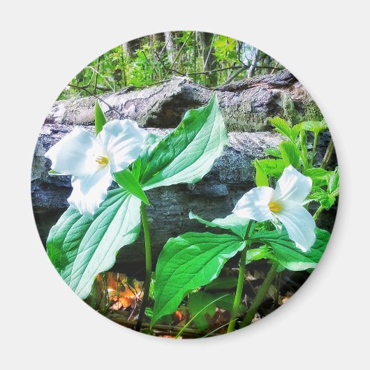 TRILLIUMS MAGNEET (Voorkant)