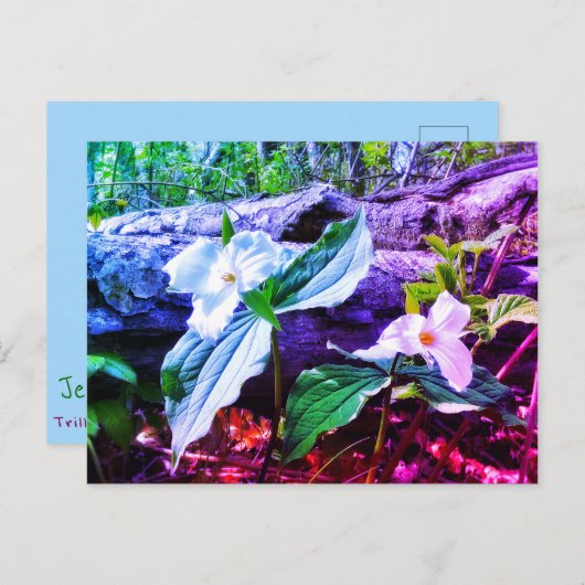 TRILLIUMS RAINBOW BRIEFKAART (Voorkant / Achterkant)