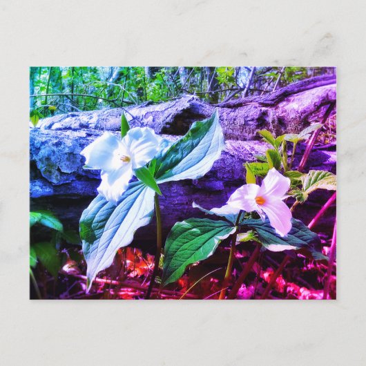 TRILLIUMS RAINBOW BRIEFKAART (Voorkant)